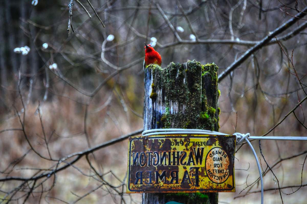 bird red bird perch on green and gray tree trunk during daytime post
